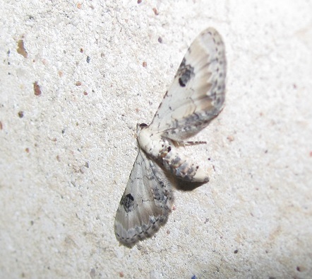 Eupithecia centaureata (Geometridae)